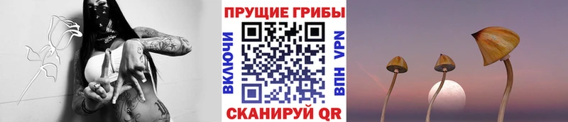 Галлюциногенные грибы Psilocybine cubensis Балахна